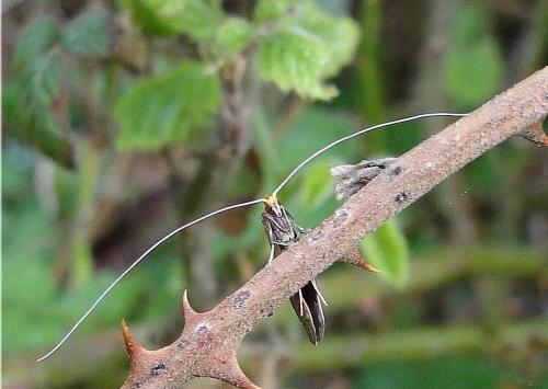 Nematopogon sp.